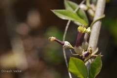 Ceropegia candelabrum var. candelabrum